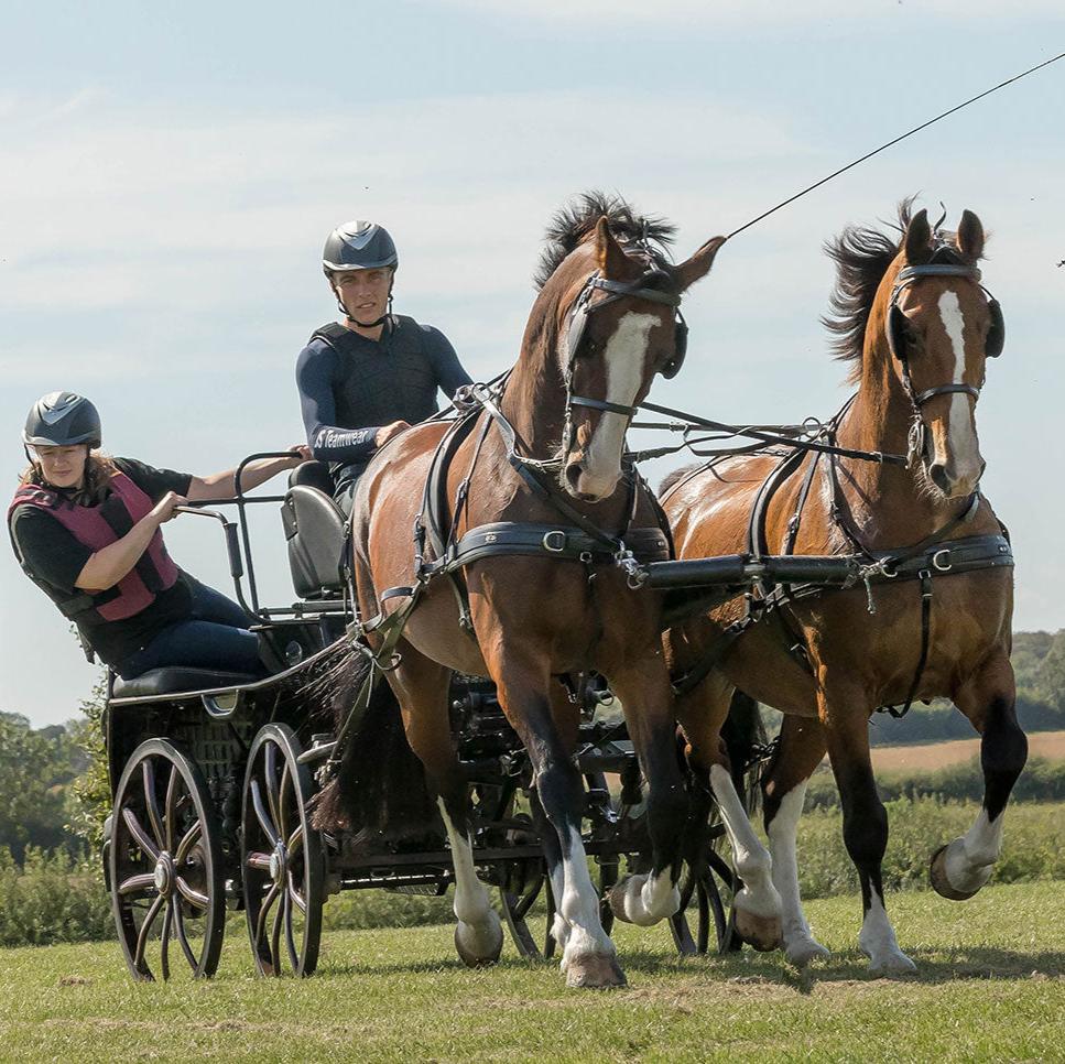 Zilco SL Plus Pair Harness on brown horses