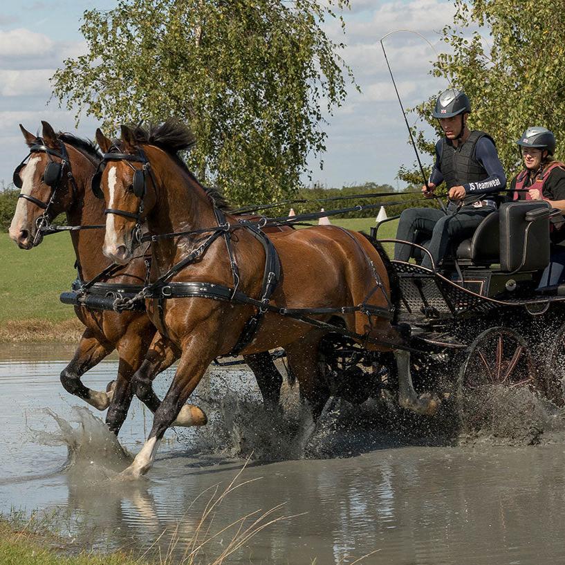 Zilco SL Plus Pair Harness on brown horses in water