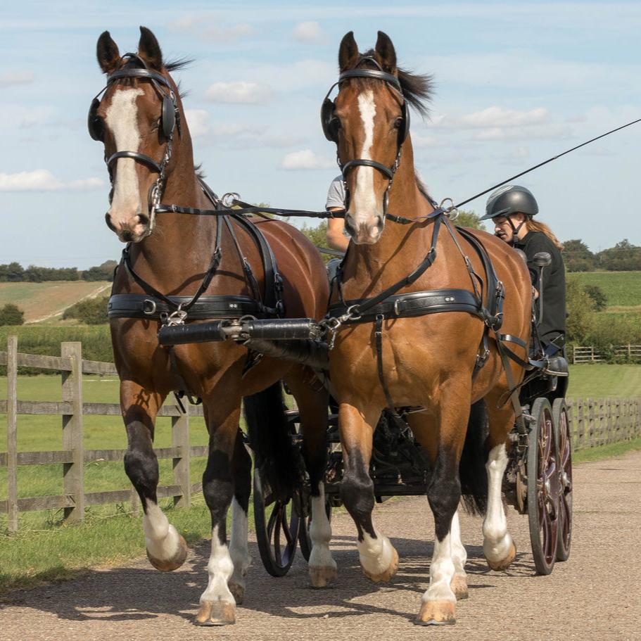 Zilco SL Plus Pair Harness front view on brown horses