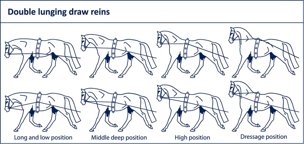 double lunge line positions