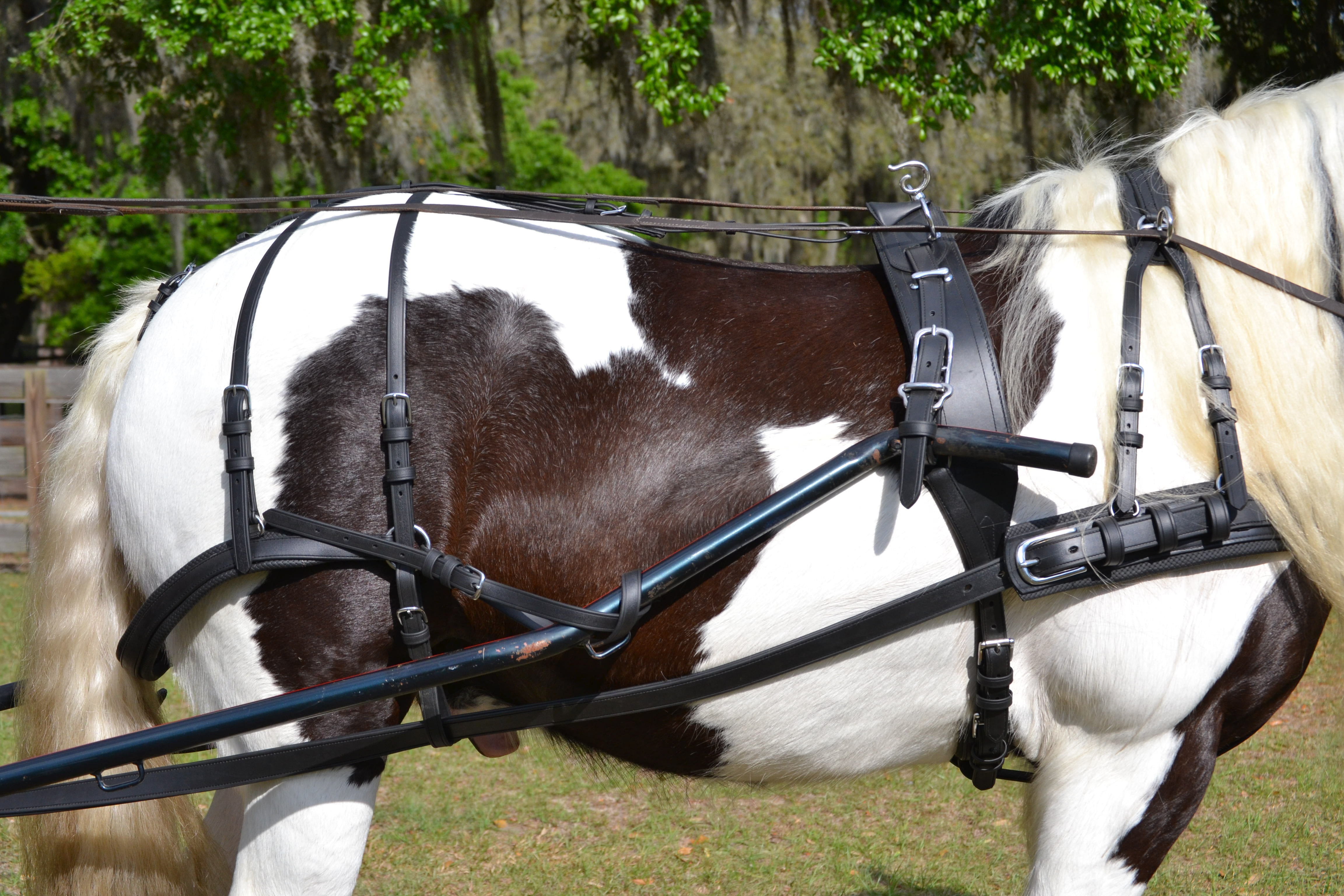 Black EuroTech classic harness close up