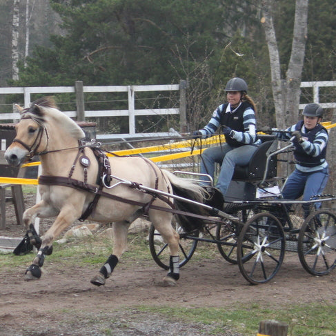 Ideal Luxe single Australian Nut harness on Fjord horse