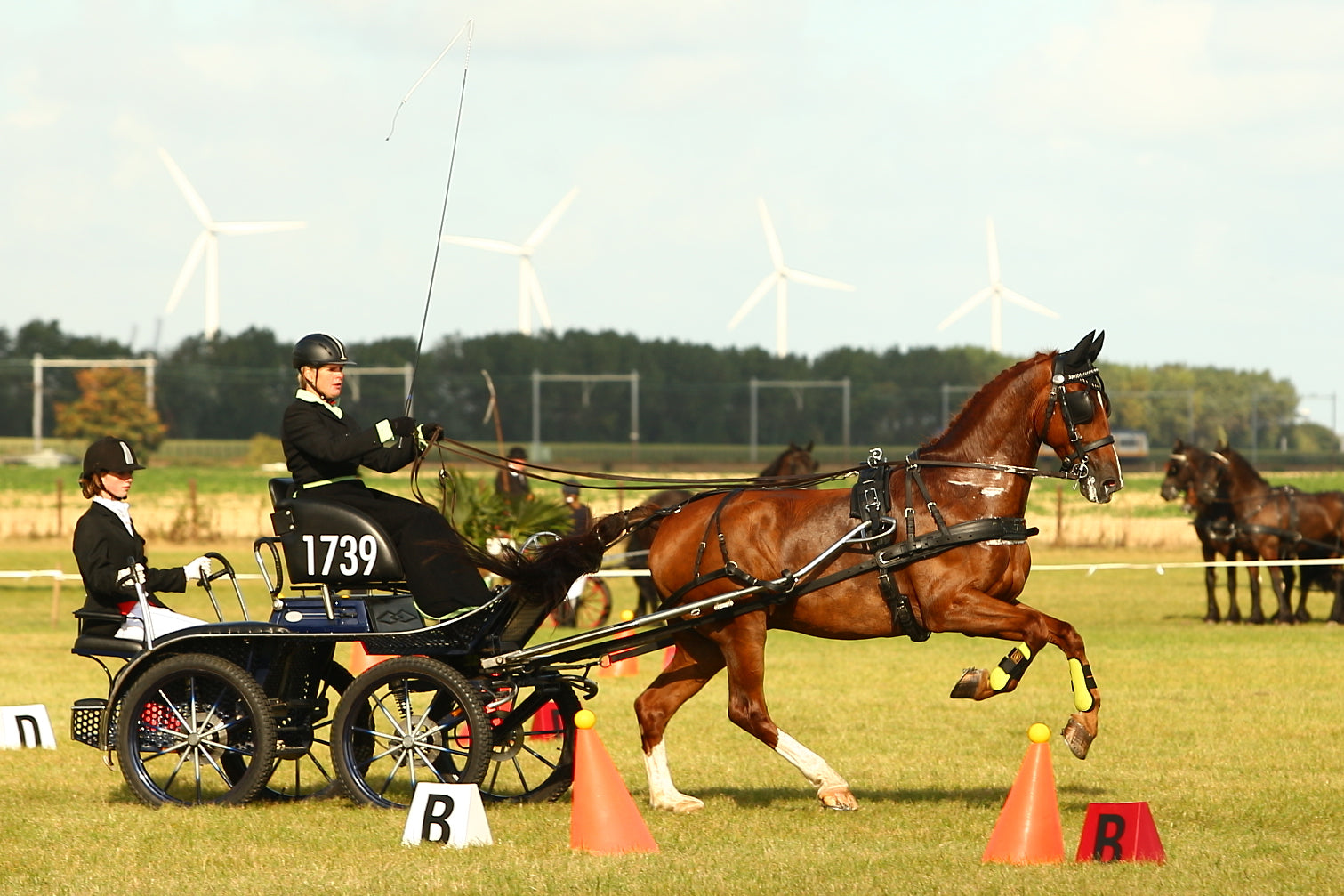 Ideal Luxe single black harness on chestnut horse