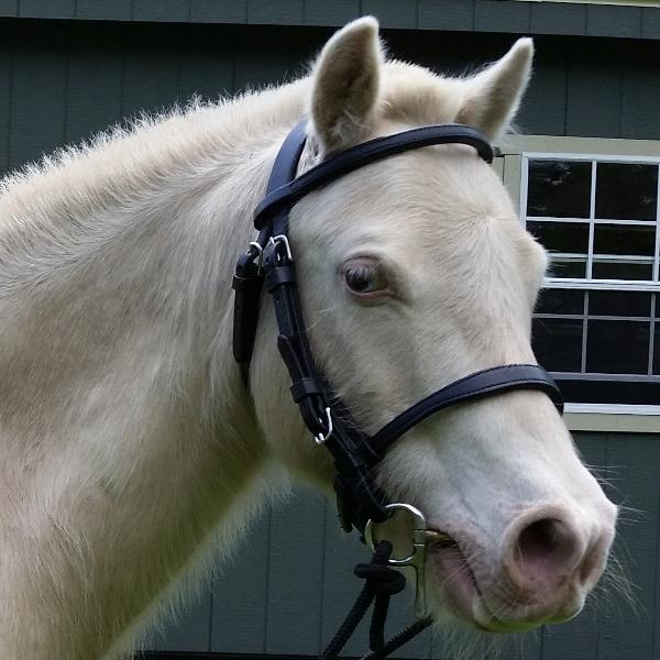 Mini Pony Open Driving Bridle