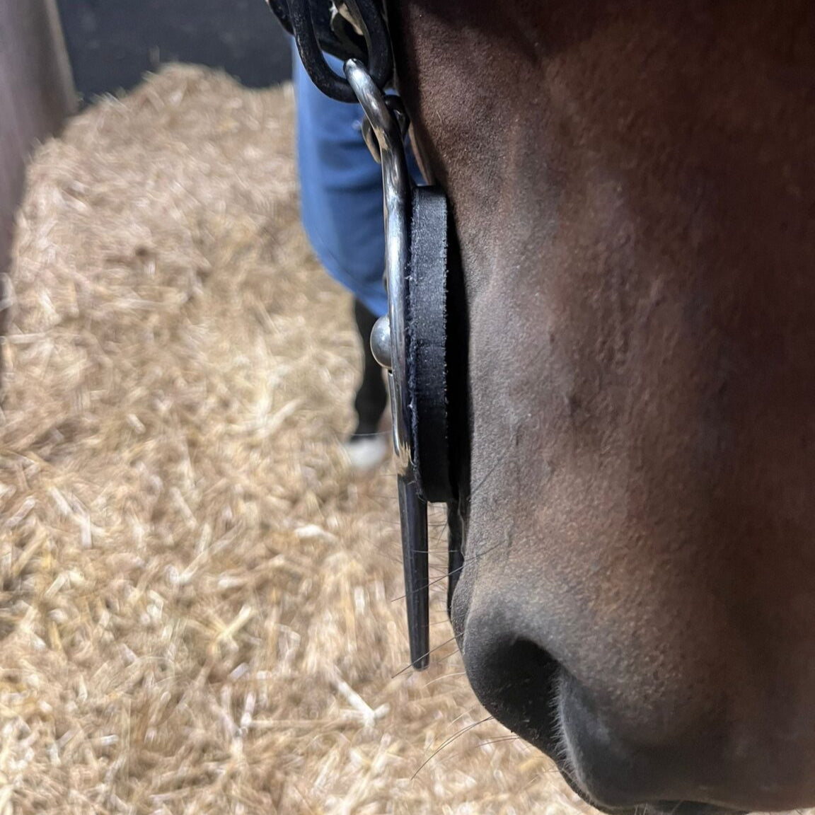 Ideal Neoprene Bit Guard front view on horse