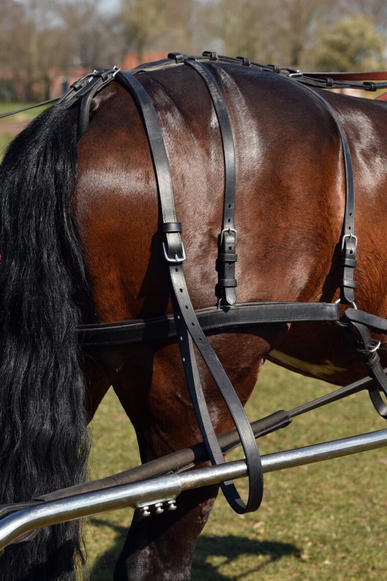 Ideal Leather Kicking Strap in use on bay horse