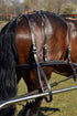 Ideal Leather Kicking Strap in use on bay horse