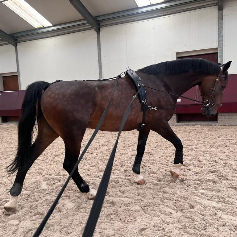 double lunge line in use on horse