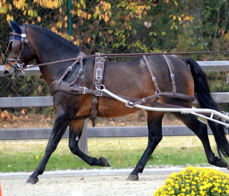 Brown EuroTech classic harness on bay horse